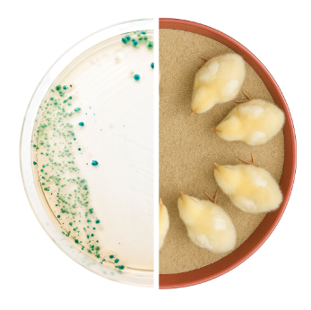 Composite top-down petri dish and chick feeder